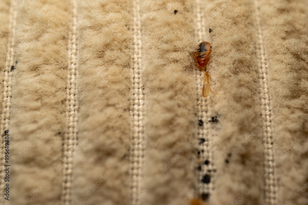 Foto Bed bug on fabric close up macro