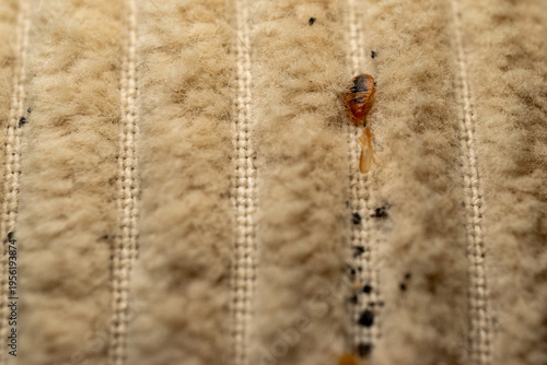Foto Bed bug on fabric close up macro