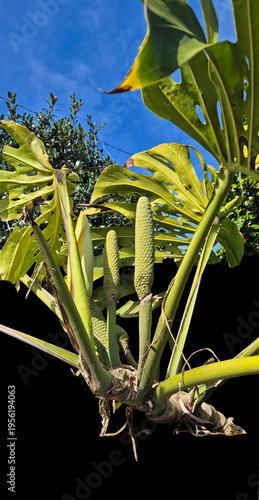 Philodendron mit Früchten