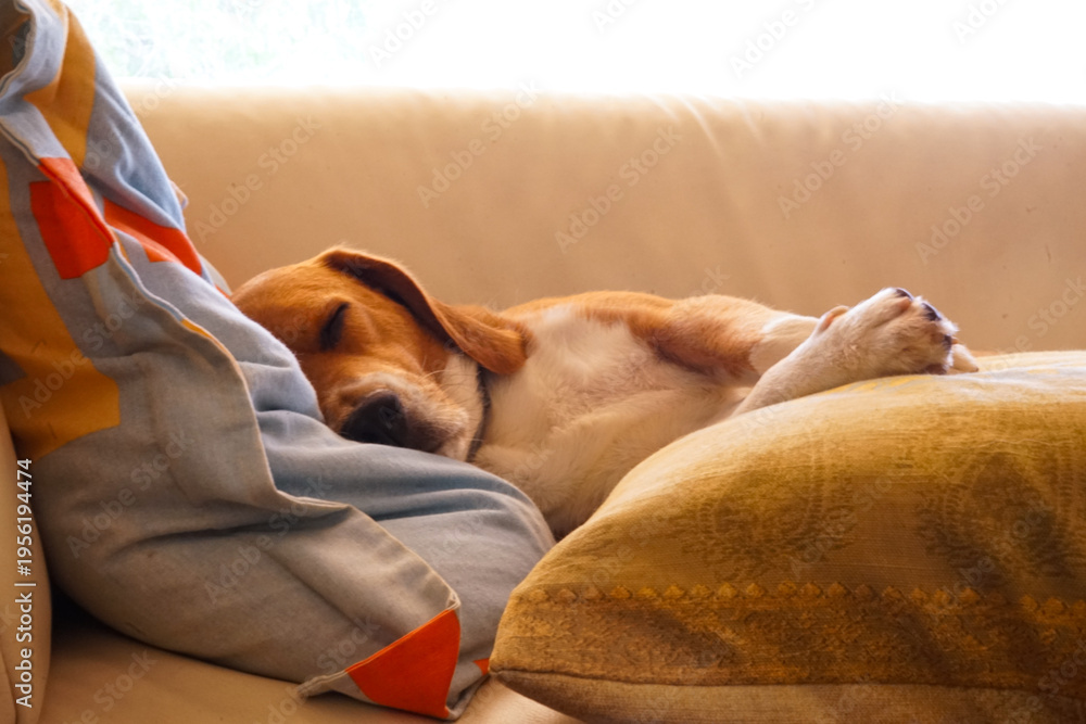 Obraz premium Perro Beagle durmiendo plácidamente en un sofá de casa