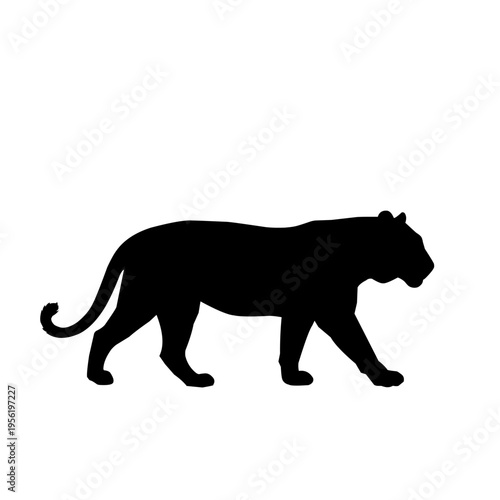 Detailed tiger silhouette walking in a prowling stance, a powerful predator illustration for wild animal concepts, zoo branding, jungle themes, and athletic or strength-related logos
