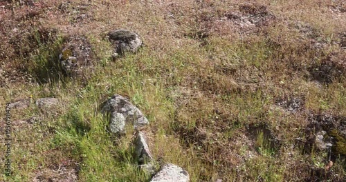 Natural landscape with granite rocks and vegetation in Los Barruecos.