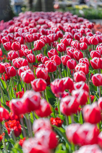 Shallow focus of bicolor tulips