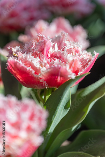 Macro detailed frilled tulips