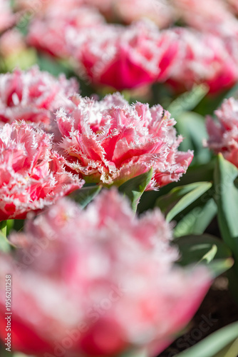 Detailed pink and white frilled tulips