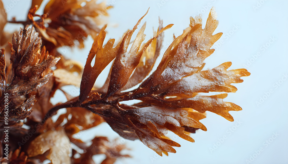 Obraz premium Ecklonia radiata brown seaweed with textured fronds and copyspace for text
