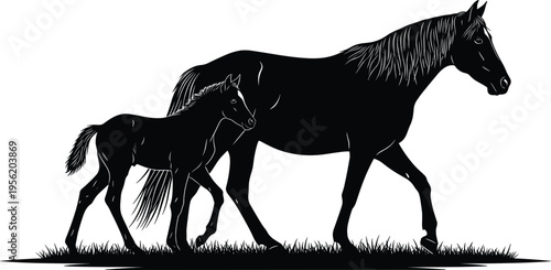 Black silhouette of a mare horse and her young foal walking together in a grassy field meadow isolated on a clean white background (25 words)