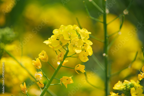 Close up shot of blooming yellow canola flowers in field, vibrant springtime flower background