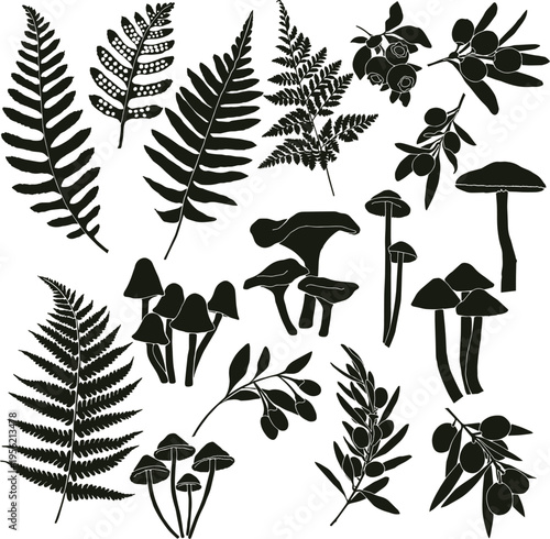 vector silhouettes of fern