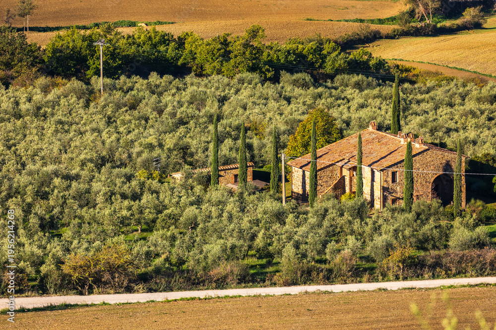 Fototapeta premium Tuscan villa in olive grove with cypress trees near Monticchiello, Tuscany, Italy.