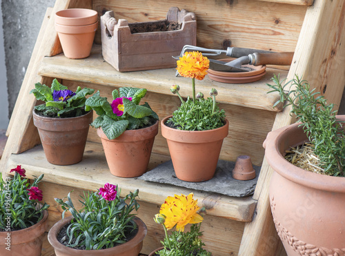colorful flowers potted arrangement on the floor of a wooden terrace and terr...