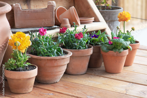colorful flowers potted on the floor of a wooden terrace and terracotta flowe...