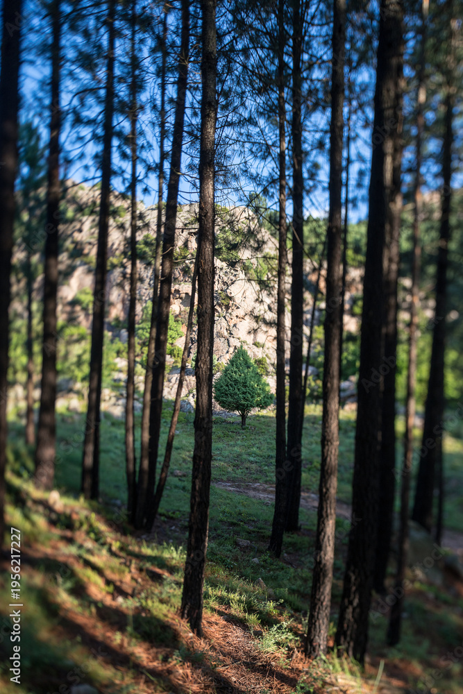 Fototapeta premium CORSE - Massif de Bavella