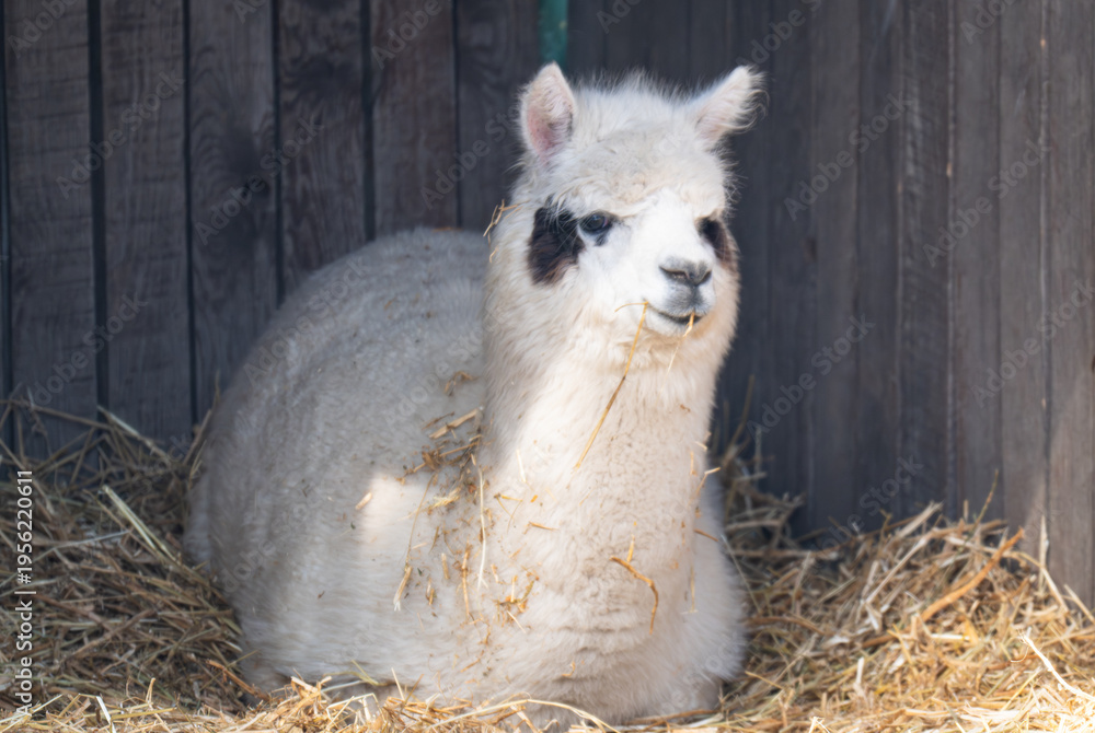 Obraz premium small llama on a farm