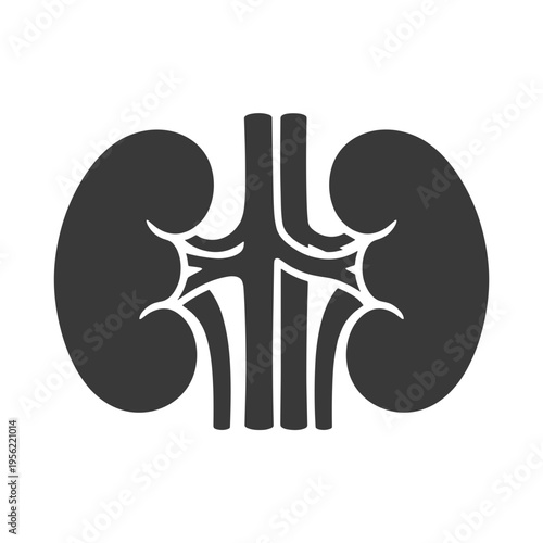 Illustration of human kidneys featuring detailed vascular anatomy  