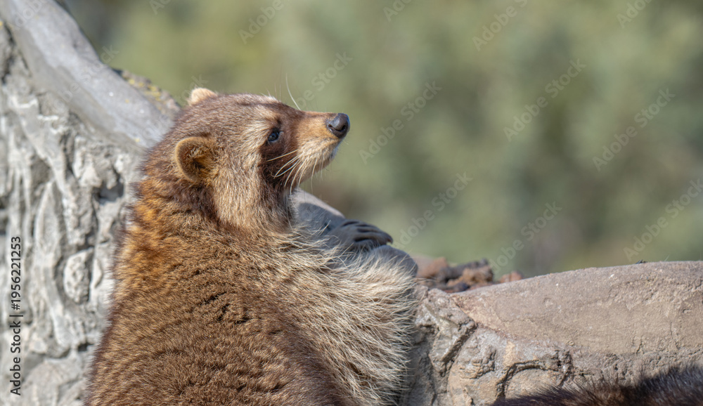 Fototapeta premium raccoon in a park