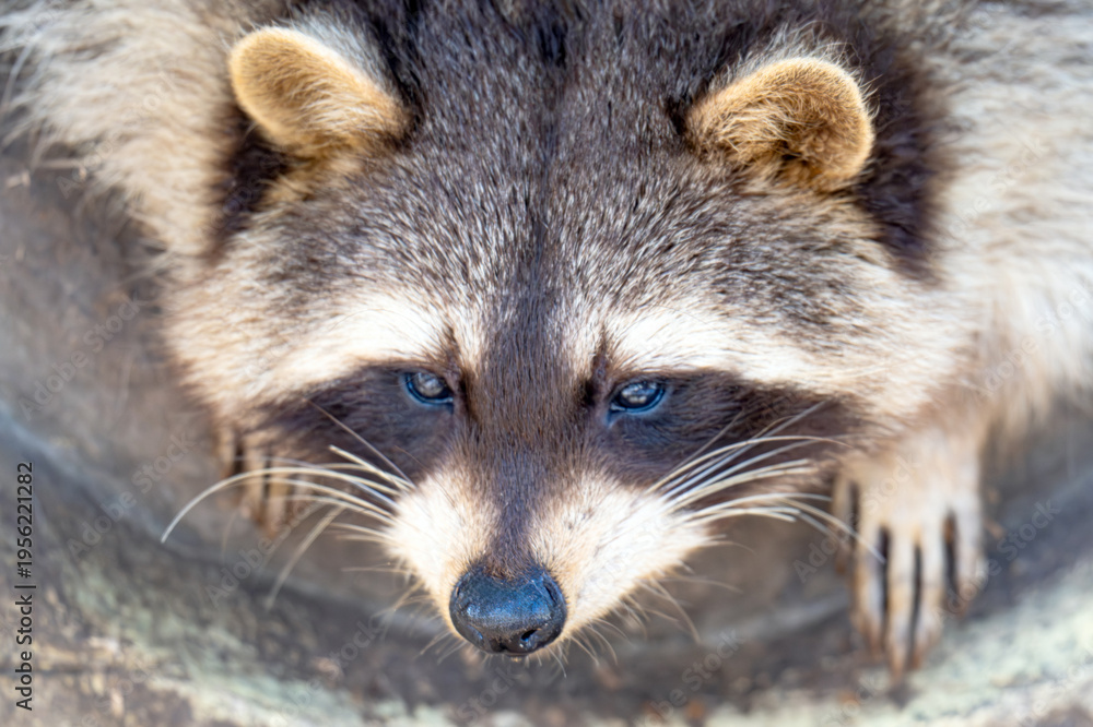 Fototapeta premium raccoon in a park