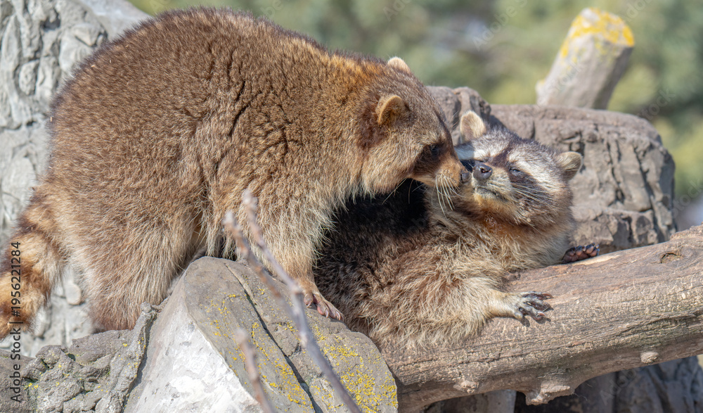 Fototapeta premium raccoon in a park