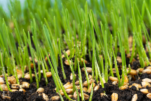  photo of growing green wheat