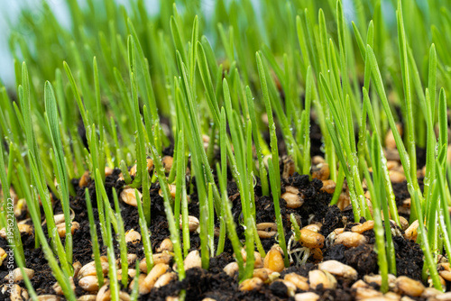  photo of growing green wheat