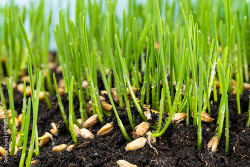  photo of growing green wheat