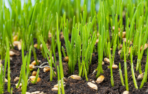  photo of growing green wheat