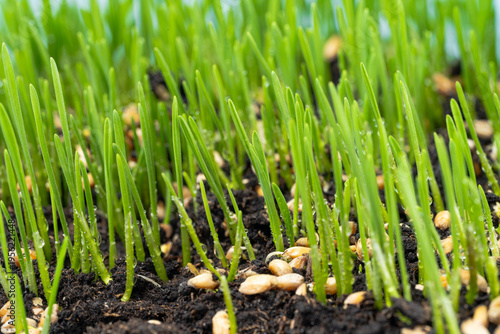  photo of growing green wheat