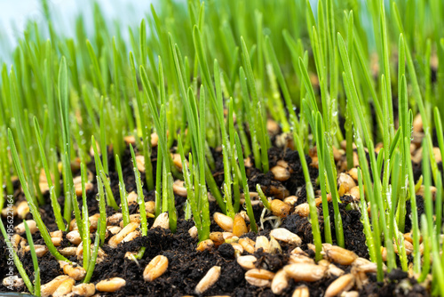  photo of growing green wheat