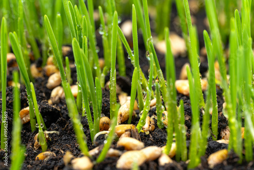  photo of growing green wheat