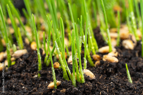  photo of growing green wheat