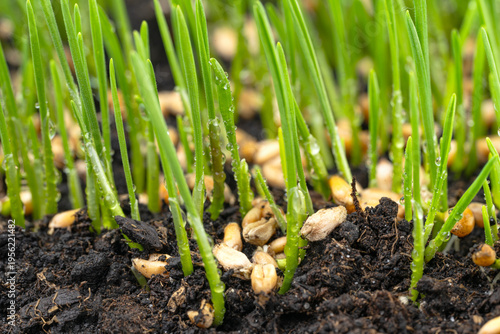  photo of growing green wheat