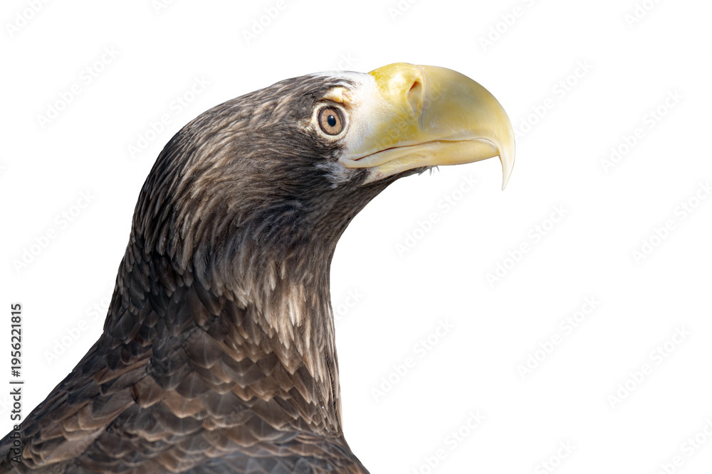 Fototapeta premium eagle isolated on a white background