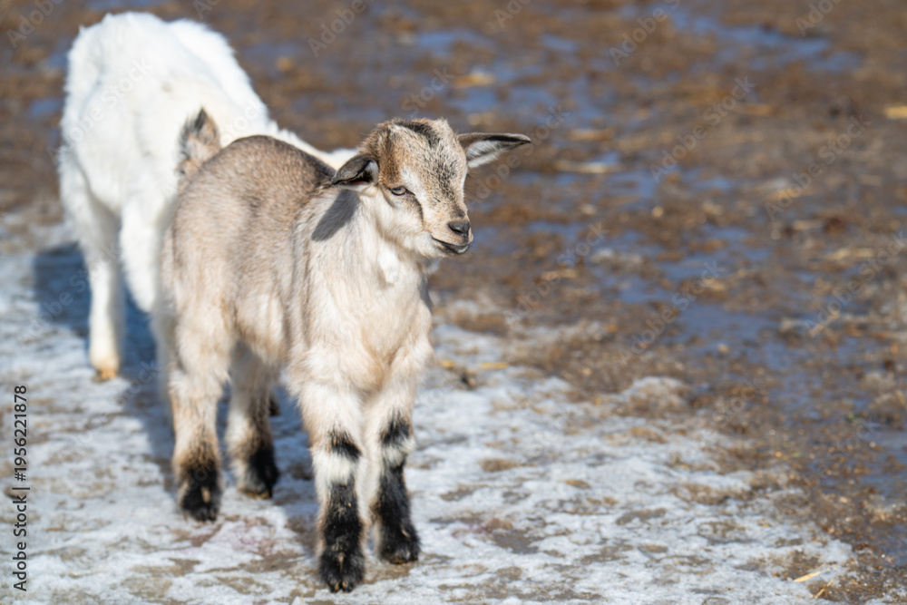 Obraz premium little goats on a farm