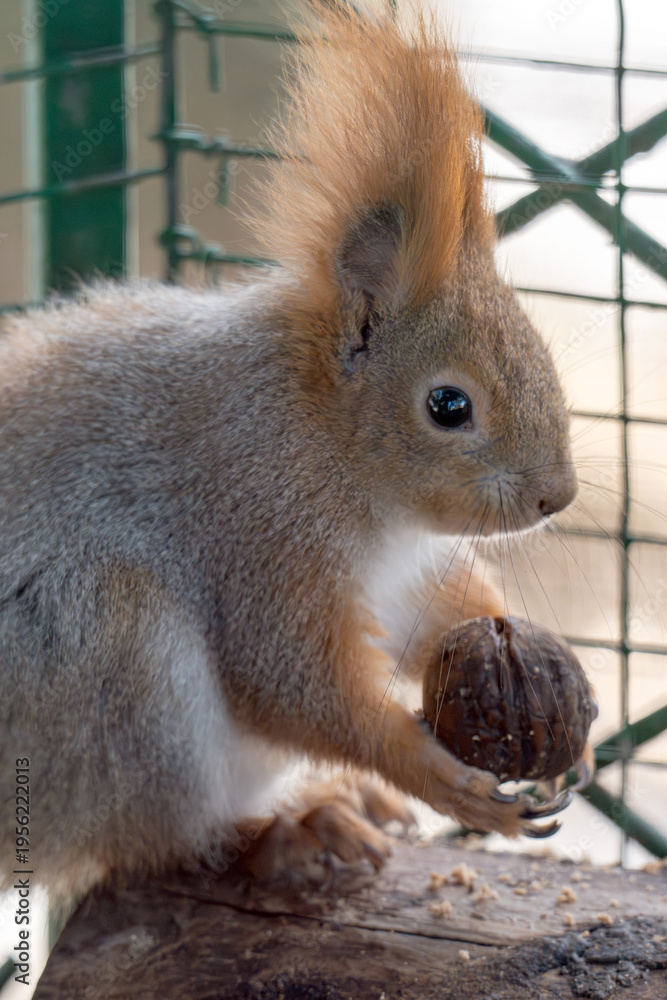 Fototapeta premium squirrel gnawing on a nut