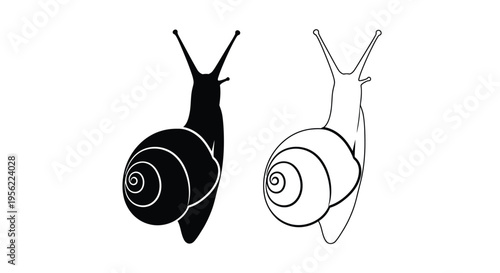 Two snail illustrations one solid and one outline a striking silhouette