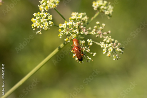Téléphore fauve --- Cantharide fauve (Rhagonycha fulva)
Rhagonycha fulva on an unidentified flower or plant
