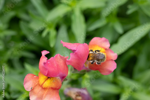 Bourdon des champs --- Bourdon roux (Bombus pascuorum)
Bombus pascuorum on an unidentified flower or plant

