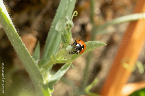 Coccinelle à Sept Points (Coccinella septempunctata)
Coccinella septempunctata on an unidentified flower or plant
