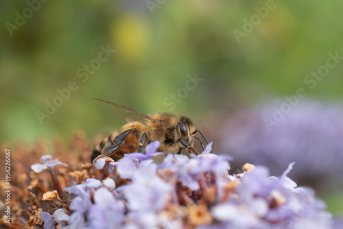 Abeille domestique --- Abeille mellifère (Apis mellifera)
Apis mellifera on an unidentified flower or plant
