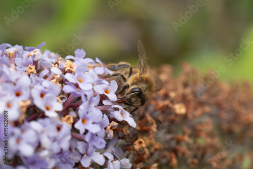 Abeille domestique --- Abeille mellifère (Apis mellifera)
Apis mellifera on an unidentified flower or plant
