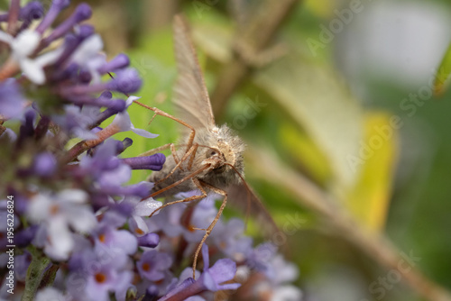 Gamma --- Lambda (Autographa gamma)
Autographa gamma in its natural element
