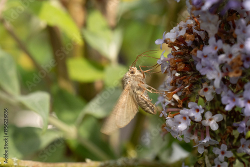 Gamma --- Lambda (Autographa gamma)
Autographa gamma in its natural element
