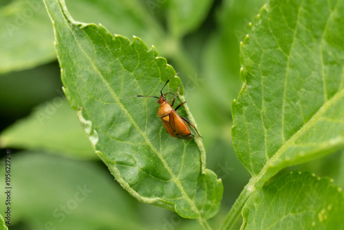 Deraeocoris ruber
Deraeocoris ruber in its natural element
