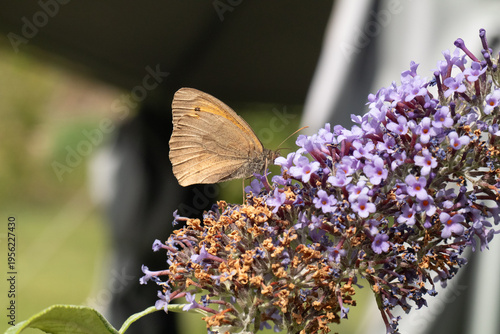Myrtil (Maniola jurtina)
Maniola jurtina in its natural element
