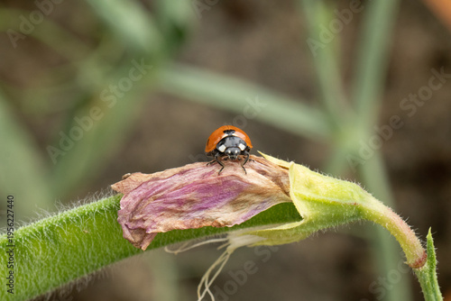 Coccinelle à Sept Points (Coccinella septempunctata)
Coccinella septempunctata on an unidentified flower or plant
