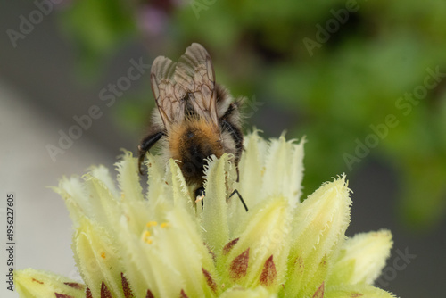 Bourdon des champs --- Bourdon roux (Bombus pascuorum)
Bombus pascuorum on an unidentified flower or plant