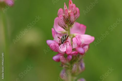 Hadrodemus m-flavum
Hadrodemus m-flavum in its natural element
