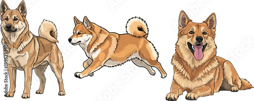 Norwegian Buhund dog running standing lying down front pose set