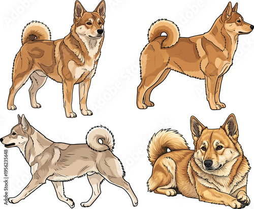 Norwegian Buhund dog standing alert walking lying down pose set