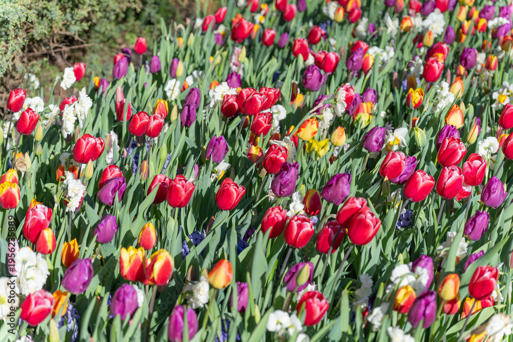 Fototapeta premium Pink and White Variegated Triumph Tulips in Bloom